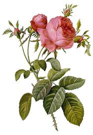 Rose Centifolia(french T.)