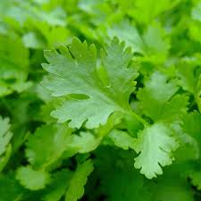 Parseley Extract