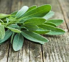 Sage