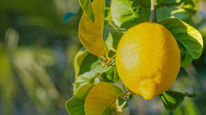 Lemon peel / leaf