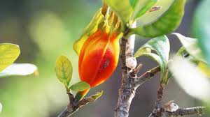 Gardenia Florida Fruit EXT