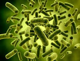 Lactobacillus Extract