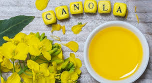 Canola oil