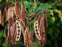 مستخلص الشيكاكاي بودر