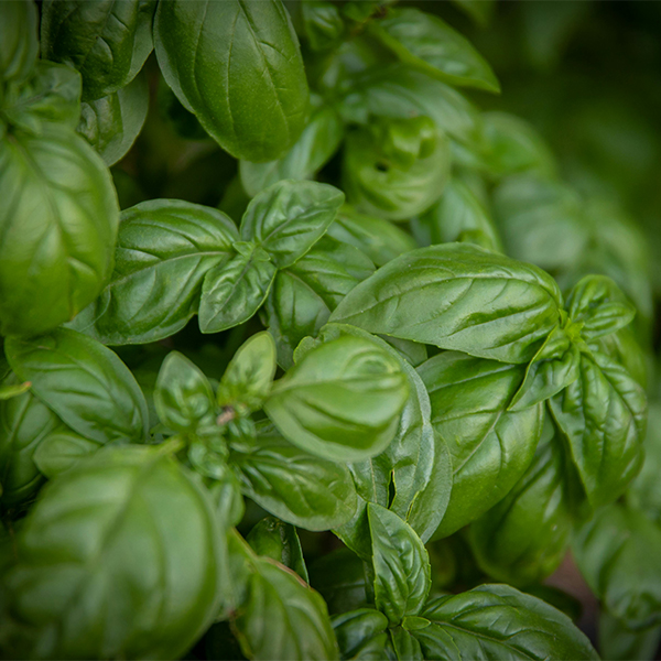 Basil hydrosol