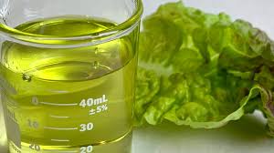 lettuce seed Oil