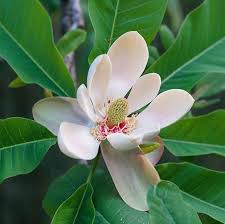 Magnolia extract