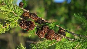 Larix europea wood extract