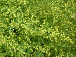 Artemisia liquid extract
