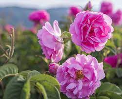 Rose damascene hydrosol