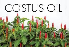 Costus oil india