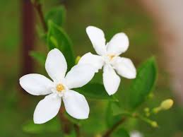 Jasmine flowers